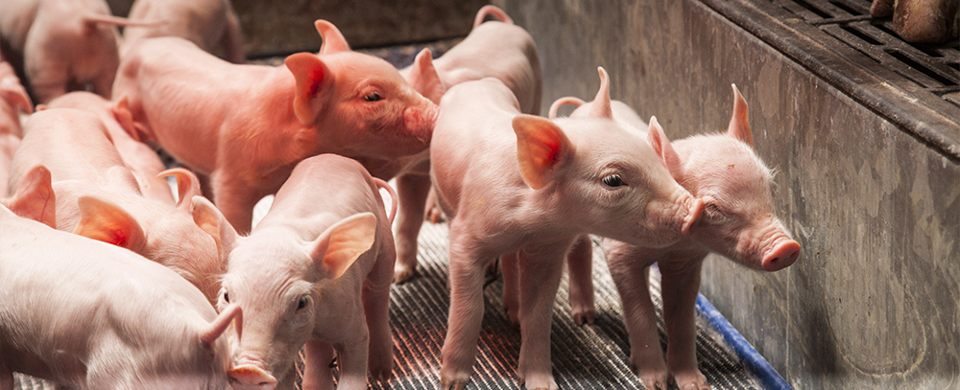 Redução da utilização de antibióticos na produção animal